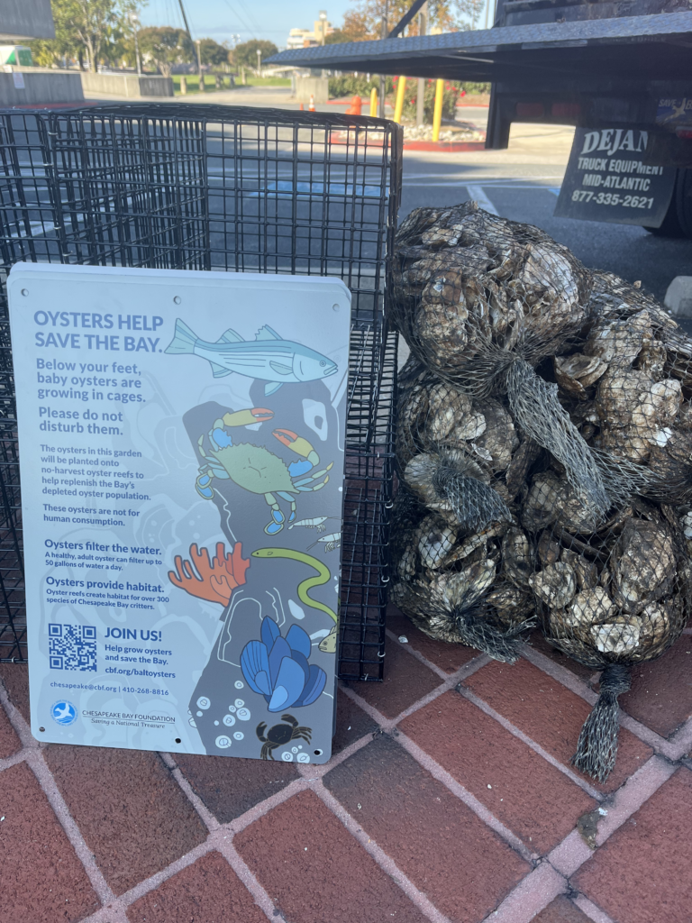 Save the Bay oyster cages