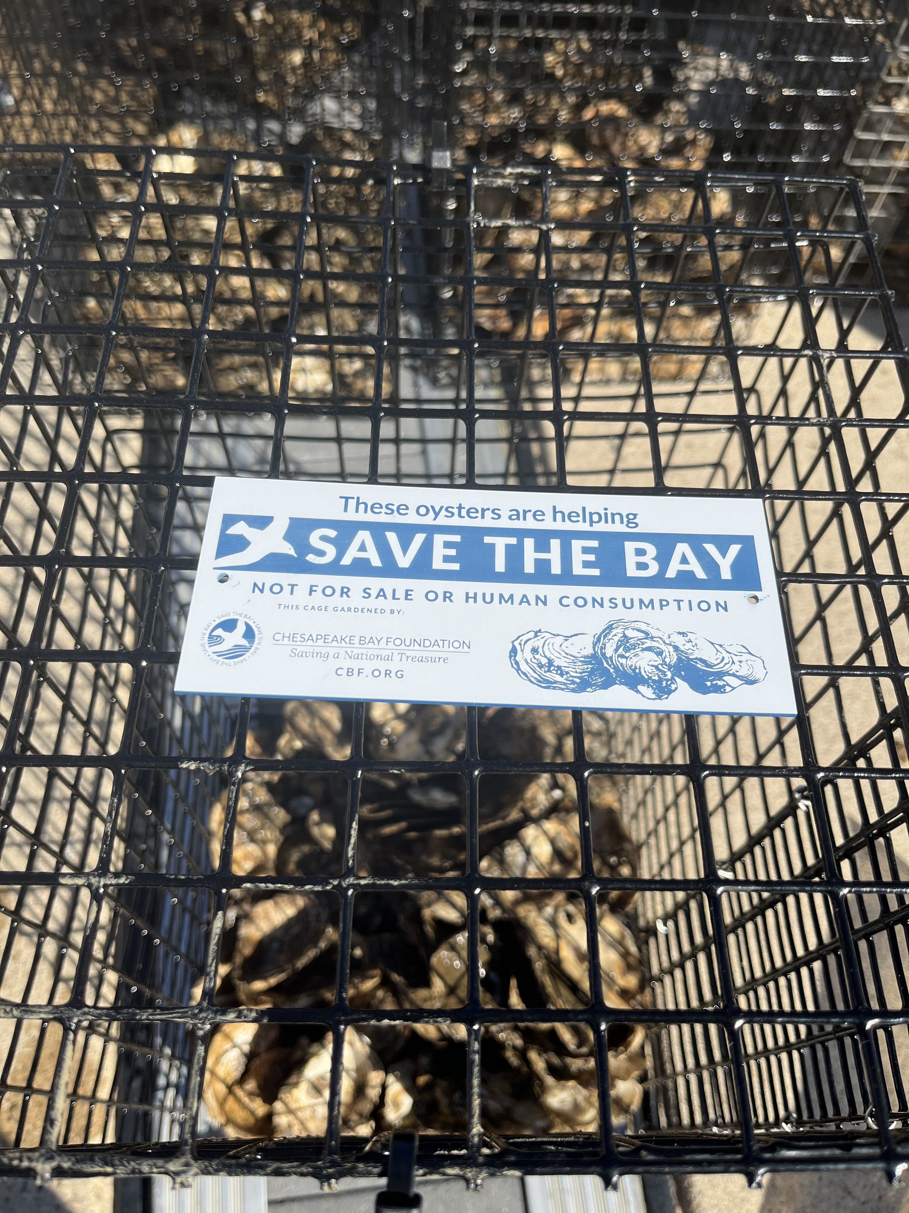 Saving the Bay: The Impact and Art of Oyster Restoration  image